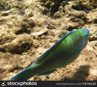 Tropical exotic fish underwater. The pseododax moluccanus