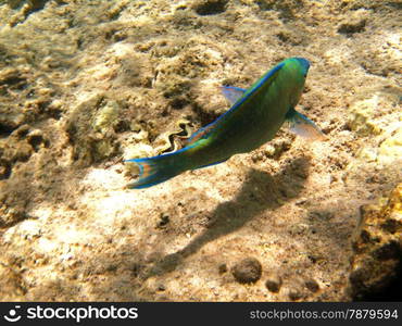 Tropical exotic fish underwater. The pseododax moluccanus