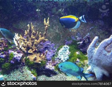 Tropical exotic fishes underwater on the bottom