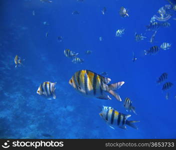 Tropical exotic fishes underwater. The Red sea