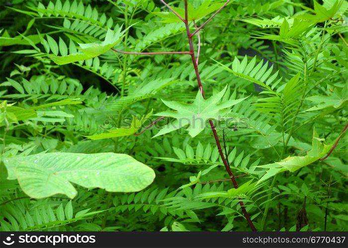 tropical fern background