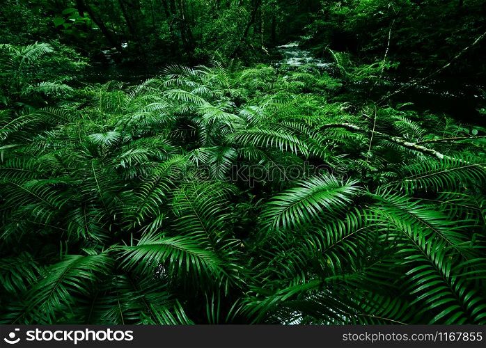 Tropical fern bushes background lush green foliage in the rain forest with nature plant tree and waterfall stream river / Green leaf floral backdrops well as tropical and jungle themes amazon forest