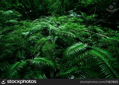 Tropical fern bushes background lush green foliage in the rain forest with nature plant tree and waterfall stream river / Green leaf floral backdrops well as tropical and jungle themes amazon forest