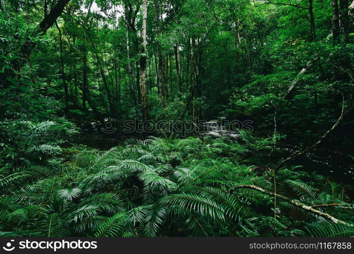 Tropical fern bushes background lush green foliage in the rain forest with nature plant tree and waterfall stream river / Green leaf floral backdrops well as tropical and jungle themes amazon forest