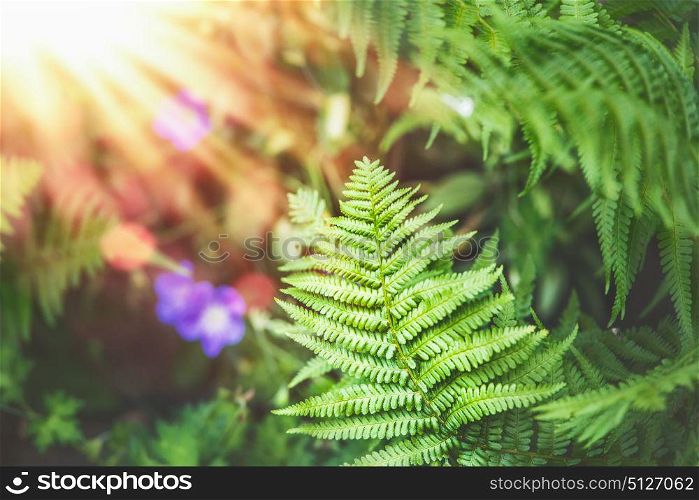 Tropical Fern leaves at sunbeam nature background