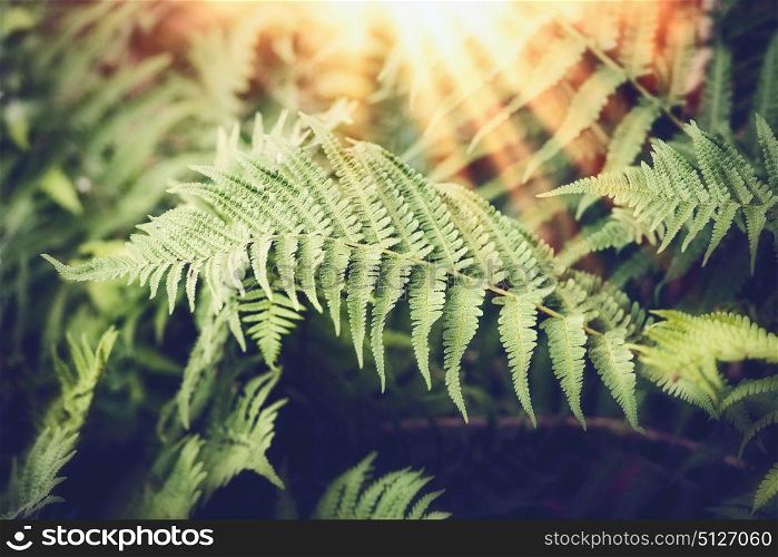 Tropical Fern leaves with sunbeam, nature background