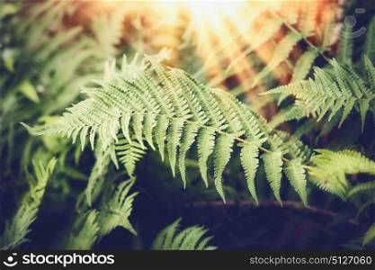 Tropical Fern leaves with sunbeam, nature background