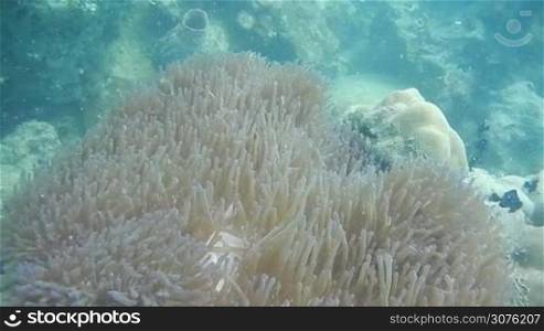Tropical fish and coral close up in Cambodia sea