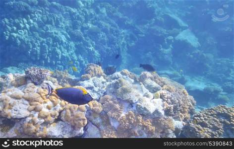 Tropical Fish and Coral Reef in warm water