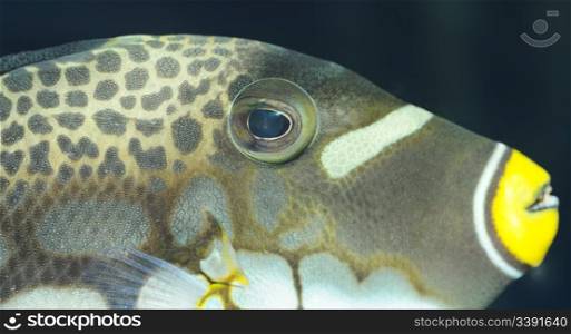 Tropical fish - Clown Triggerfish. The colourful underwater world of the warm seas