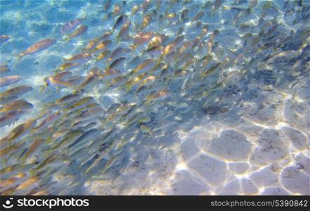 Tropical Fish in warm waters