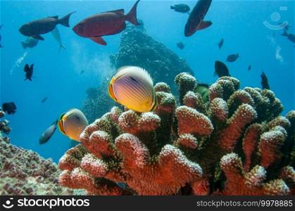 Tropical fish Indian Redfin Butterflyfish  Chaetodon trifasciatus  on a stony coral