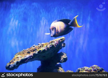 Tropical fish near coral reef as nature underwater sea life background