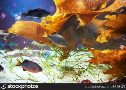 Tropical fish near coral reef with blue ocean water