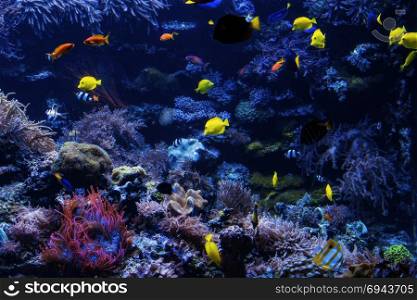 tropical Fish on a coral reef. Underwater coral fish