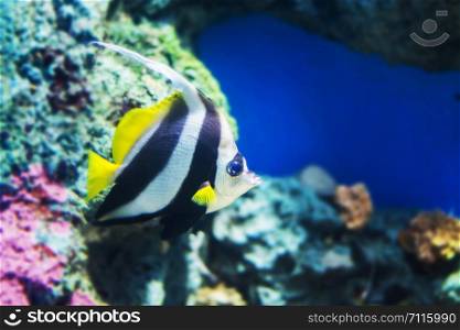 Tropical fish Pennant coralfish or coachman,Moorish idol fish