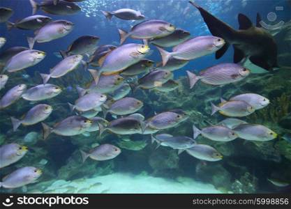 Tropical fish schooling in aquarium, Javanese Rabbitfish