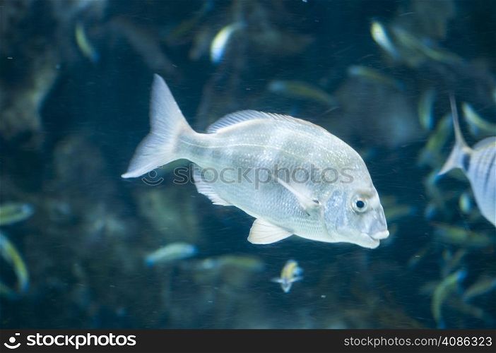 tropical fish swimming on the seabed
