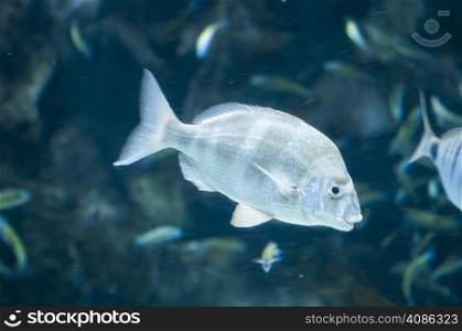 tropical fish swimming on the seabed