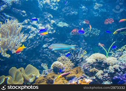 Tropical fish under the water