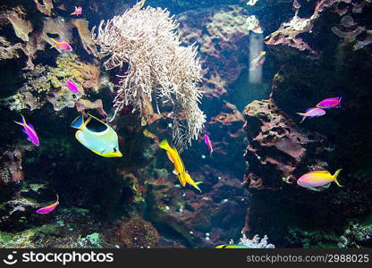 Tropical fish under the water