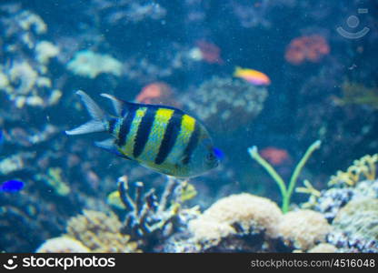 Tropical fish under the water