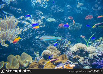 Tropical fish under the water