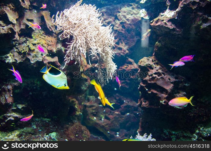 Tropical fish under the water