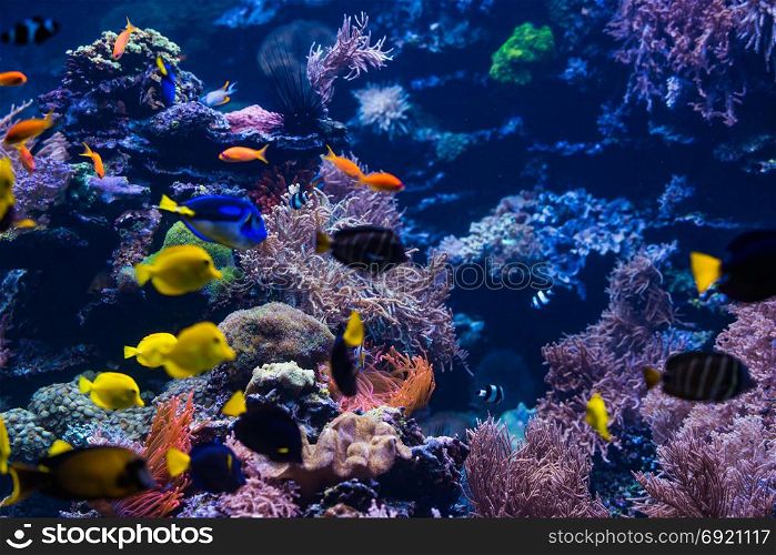tropical Fish. Underwater world landscape