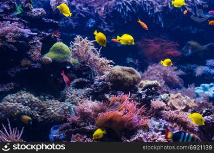 tropical Fish. Underwater world landscape