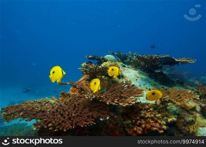 Tropical fish Zanzibar Butterflyfish   Chaetodon zanzibarensis  swimming over the stony coral reef with blue water