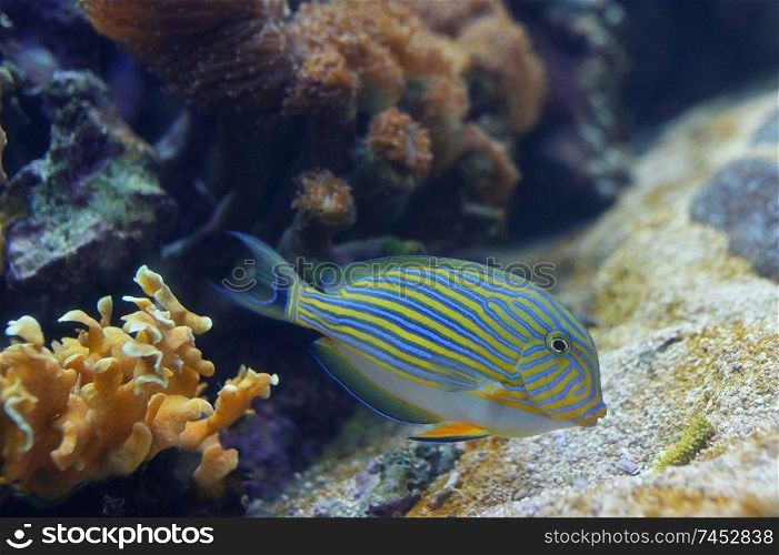 Tropical fishdetails - Acanthurus lineatus, Clown tang