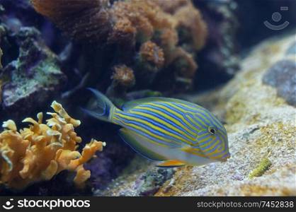 Tropical fishdetails - Acanthurus lineatus, Clown tang