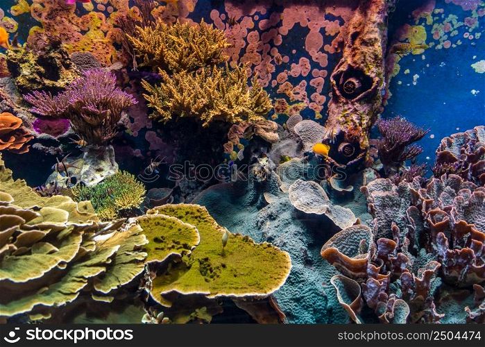 Tropical fishes in blue water with coral reef