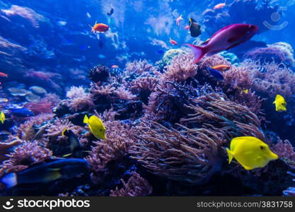 tropical fishes meet in blue coral reef sea water aquarium. Underwater paradise