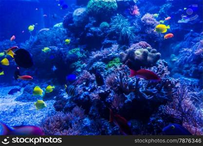 tropical fishes meet in blue coral reef sea water aquarium. Underwater paradise