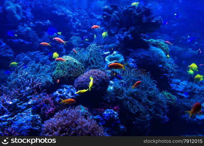 tropical fishes meet in blue coral reef sea water aquarium. Underwater paradise