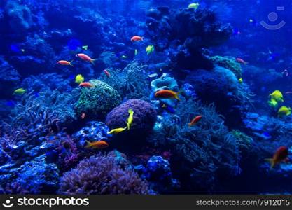 tropical fishes meet in blue coral reef sea water aquarium. Underwater paradise
