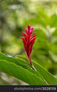 Tropical Flower Alpinia Purpurata. Alpinia Purpurata or Red Ginger a vibrant pink tropical plant