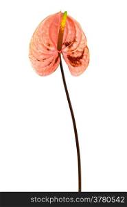 tropical flower anthurium on white background