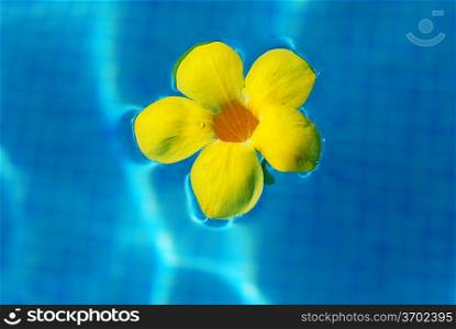 Tropical flower in swimming pool