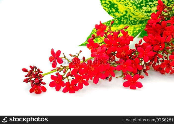 Tropical flower, Peregrina, Spicy jatropha, Cotton leaved jatropha, Rose-flowered jatropha isolated on a white background
