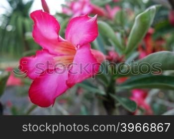 Tropical flower Pink Adenium. Desert rose