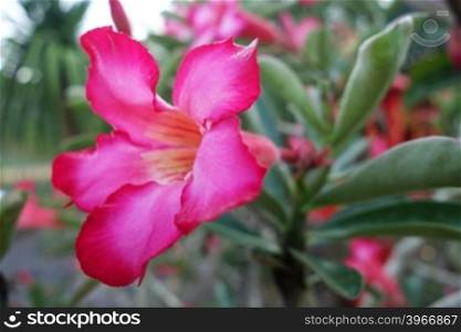 Tropical flower Pink Adenium. Desert rose