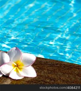 Tropical flower Plumeria on swimming pool