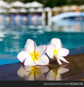 Tropical flower Plumeria on swimming pool