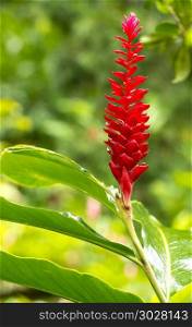 Tropical Flower Red Ginger . Red Ginger (Alpinia Purpurata) a vibrant pink tropical flower