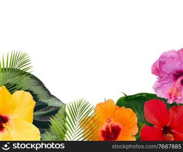 tropical flowers and leaves - frame of fresh multicilored hibiscus flowers and exotic palm leaves border on white background with copy space. orange hibiscus flower