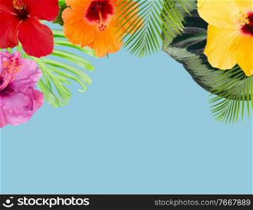 tropical flowers and leaves - frame of fresh multicilored hibiscus flowers and exotic tropical leaves border on blue with copy space. orange hibiscus flower