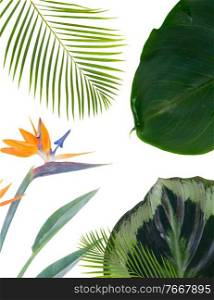 tropical flowers and leaves - fresh strelizia bird of paradize flowers and exotic palm leaves on white background. orange hibiscus flower